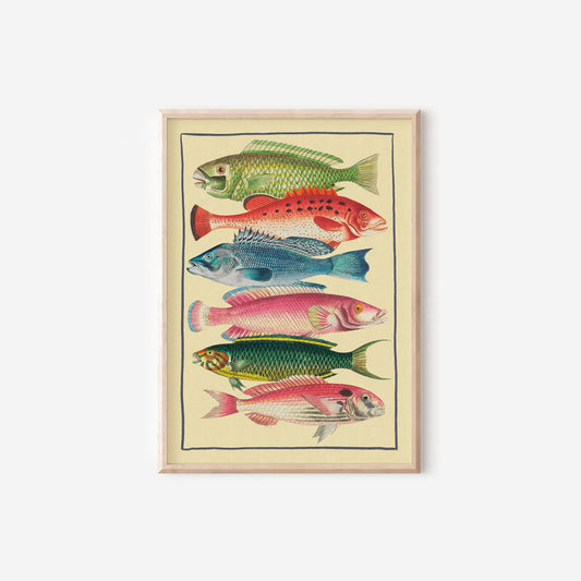 Fish Art Colourful Nautical
