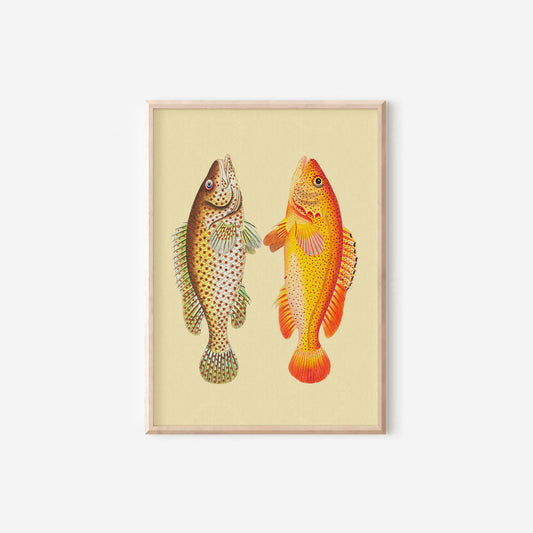 Fish Art Pink Orange