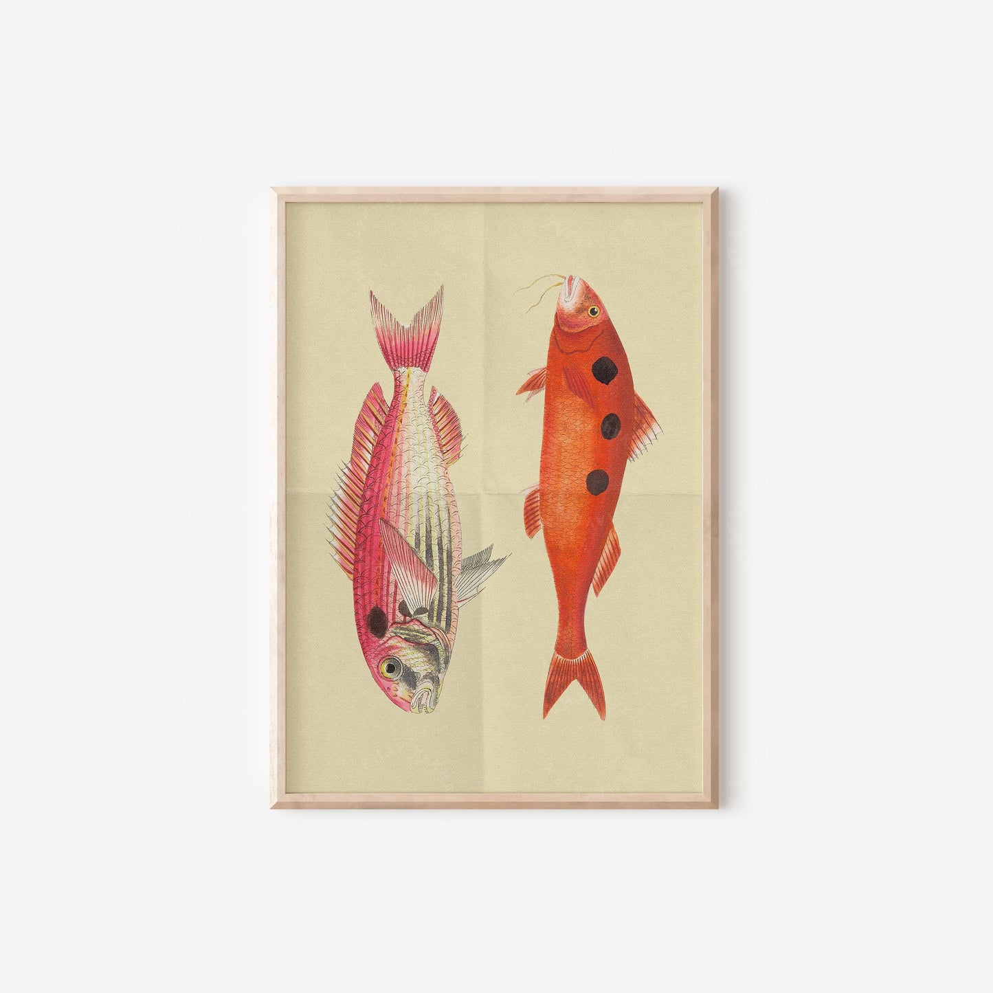 Fish Colourful Nautical