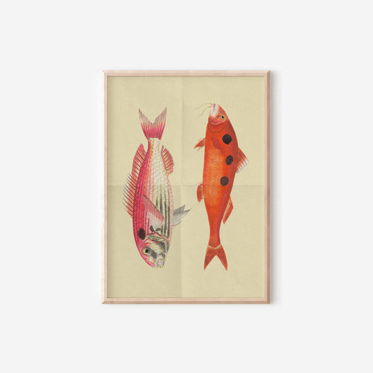 Fish Colourful Nautical